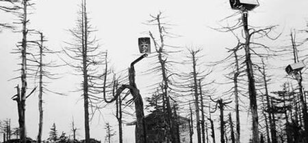 Baum-Kontrolle Erzgebirge 1984, Montage
