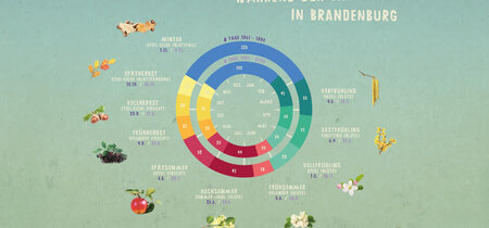 Die Entwicklung von Pflanzen während der Jahreszeiten in  Brandenburg