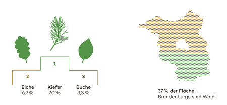 Die Kiefer dominiert Brandenburgs Wälder mit 70 Prozent.