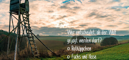 Wer entscheidet, ob der Wolf gejagt werden darf?
