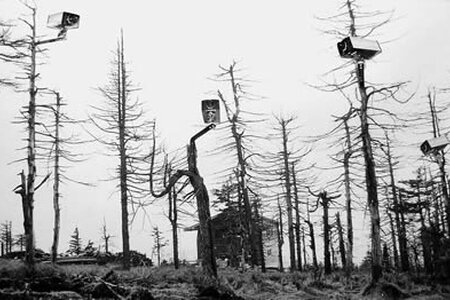 Baum-Kontrolle Erzgebirge 1984, Montage