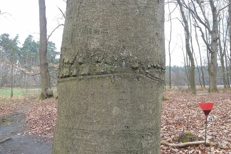 Im Belower Wald. Bild: Theresa