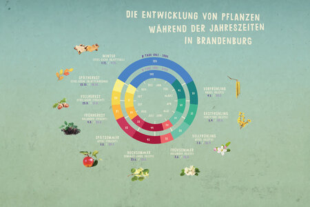 Die Entwicklung von Pflanzen während der Jahreszeiten in  Brandenburg