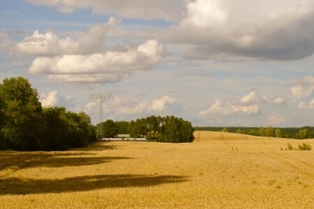 Rapsfeld in Brandenburg