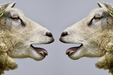 zwei Schafe. Bild: pixabay, CCO