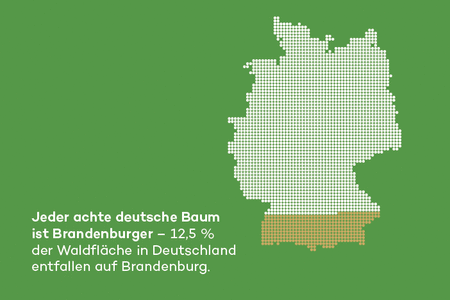 Jeder achte deutsche Baum ist Brandenburger