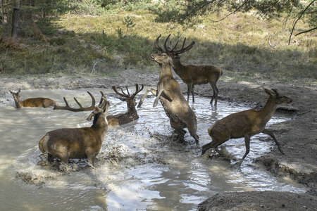 Filmstill: Die geheime Welt der Tiere - Zwischen Wasser und Wald