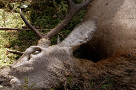 FESTMAHL DER TIERE