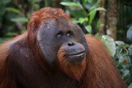 Orang Utan