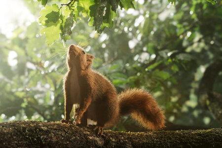 Eichhörnchen