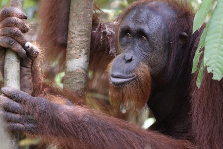 049_OrangUtan_ ©️Zorillafilm Grospitz&Westphalen.JPG