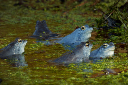 Frösche im Moor