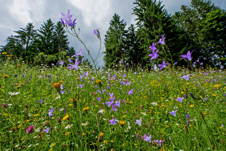 08 Artenreiche Wiese, copyright ©Jan Haft.jpg