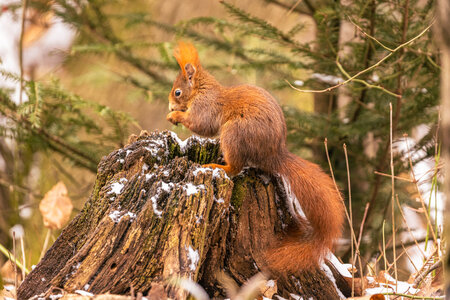 Filmstill UNSERE WÄLDER 01, Eichhörnchen, copyright Andreas Hartl.jpg