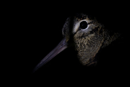 Vogel im Dunkeln