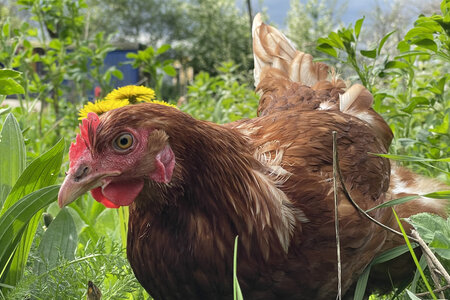 Huhn im Grünen