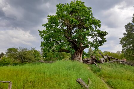 Mythos Deutscher Wald