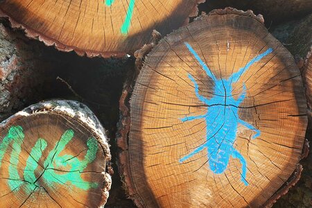 Unsere Wälder
