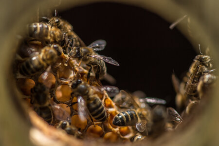 Bienenvolk