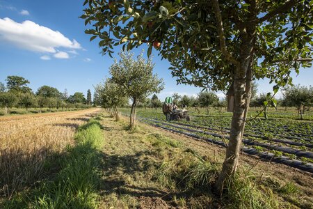 Ein Acker mit Baum und Strauchreihen Agroforestry (Gabriela Brändle, Agroscope) https://www.admin.ch/gov/de/start/dokumentation/medienmitteilungen.msg-id-76343.html