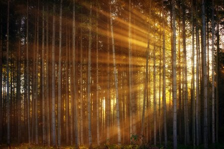 Dem Wald geht es schlecht wie lange nicht (c) pixabay