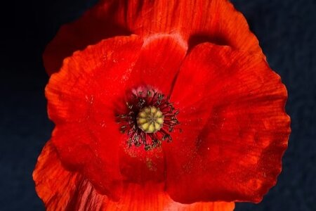 https://unsplash.com/de/fotos/rote-blume-mit-schwarzem-hintergrund-GgzJvsUT44g