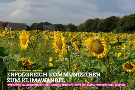 Sonnenblumenfeld