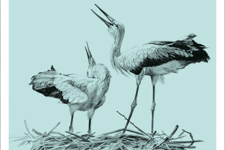 Das Liebesleben der Vögel Das Liebesleben der Vögel