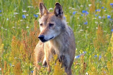 Die Wolfsaga