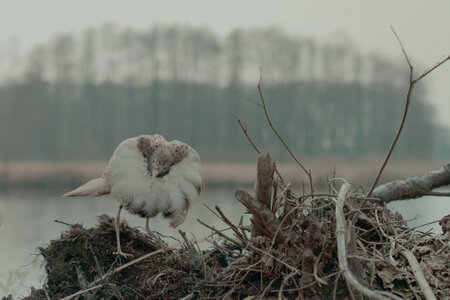 Filmstill: Die toten Vögel sind oben_Kampfläufer