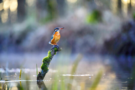 Eisvogel Eisvogel