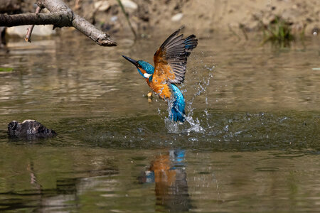 Eisvogel taucht aus einem Teich auf. 