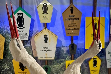 Sonderausstellung Achtung Eule - Ein Zeichen für den Naturschutz 