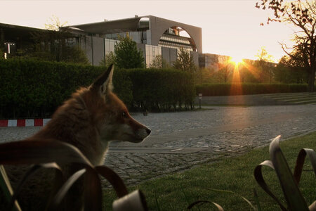 Stadt, Land, Fuchs