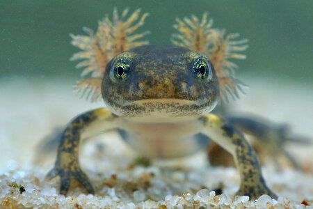 Filmstill_Feuersalamander© Jens Hamann_ WDR  (3).jpg