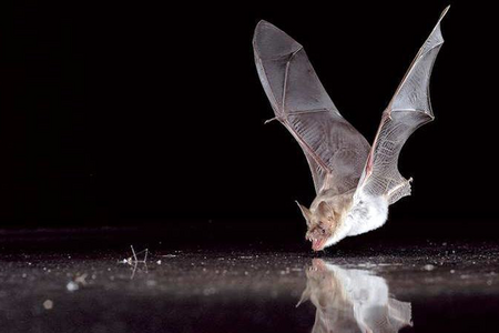 Fledermaus