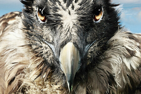 Vogelperspektiven
