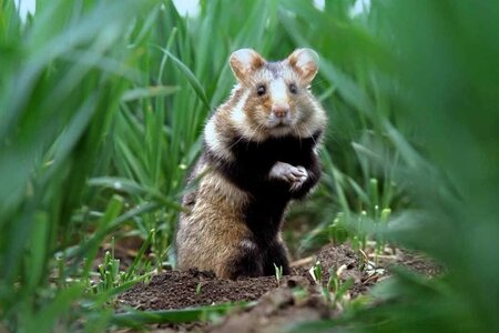KLEINE HELD VOM HAMSTERFELD