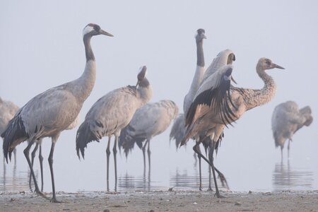 Kraniche_Nebel1©Stefan Schulz.jpg