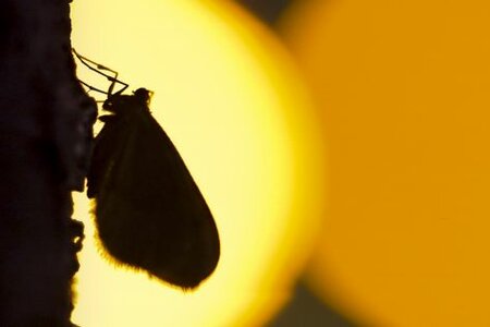 Filmstill_Licht aus_wie Kunstlicht die Natur verändert_25_Credit Tim Visser.jpg