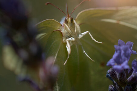 Libelle in der Wiese