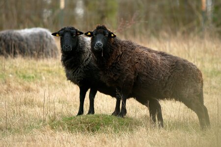 Rügen Schaf