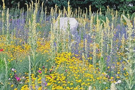 Rettet die Insekten