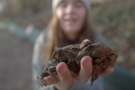 Frosch Molch Kröte