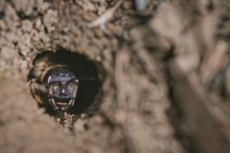 wo die wilden bienen wohnen