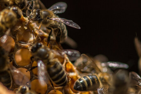 Ziemlich wilde Bienen