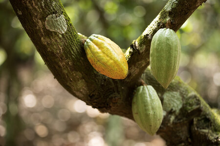 Kakaoschoten auf einer Plantage in Côte d'Ivoire