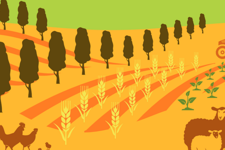 Grafik Agroforst