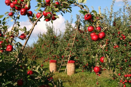 Obstgarten mit Apfelbäumen