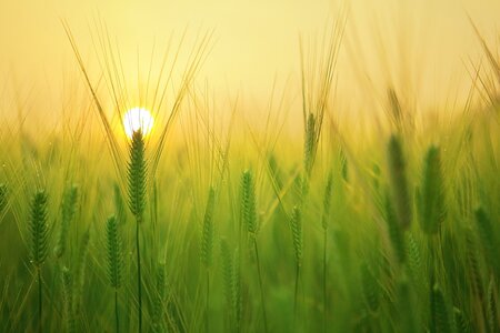 Gerstenfeld mit aufgehender Sonne